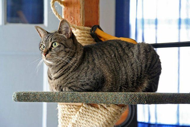 Funny Cats (26 photos)