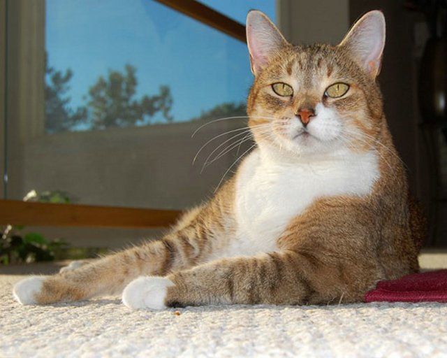 Funny Cats (26 photos)