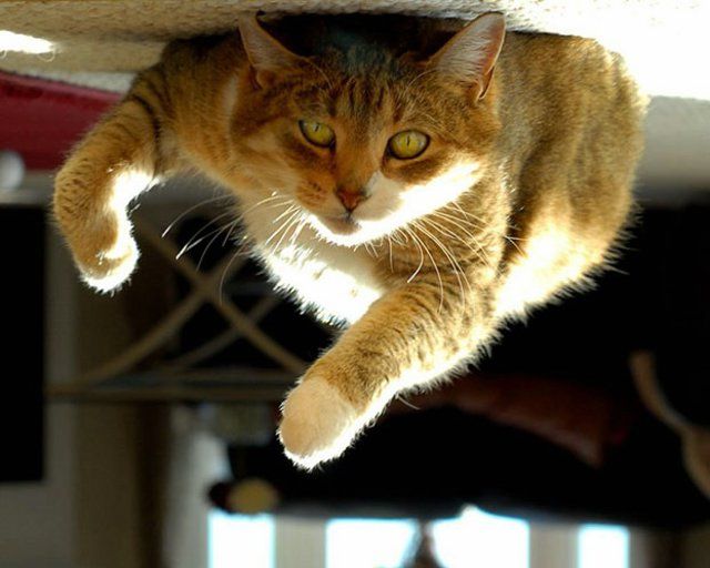 Funny Cats (26 photos)