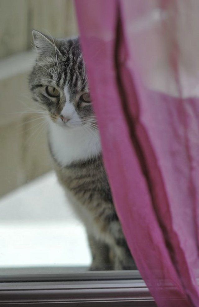 Funny Cats (26 photos)