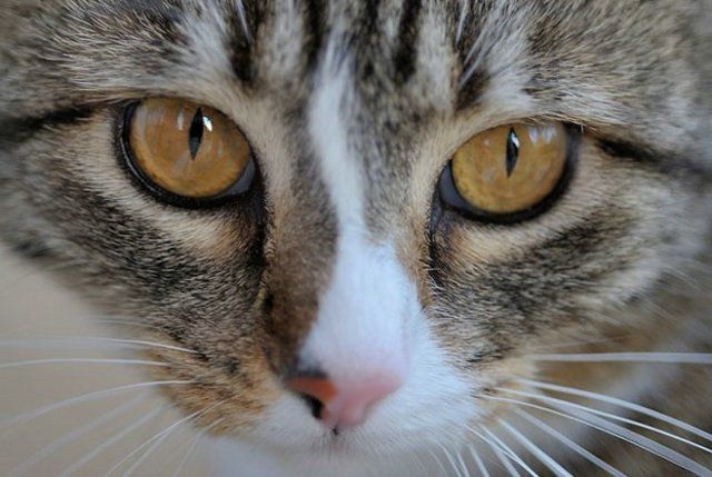 Funny Cats (26 photos)