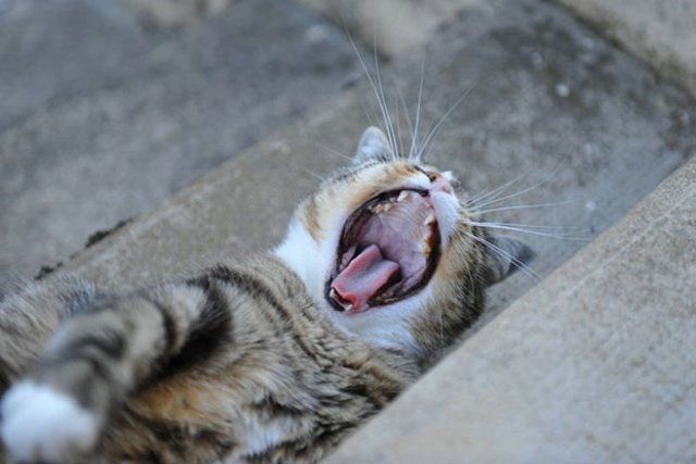 Funny Cats (26 photos)
