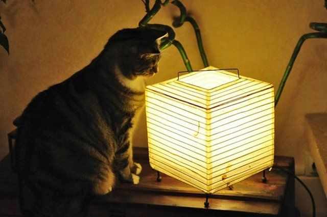 Funny Cats (26 photos)