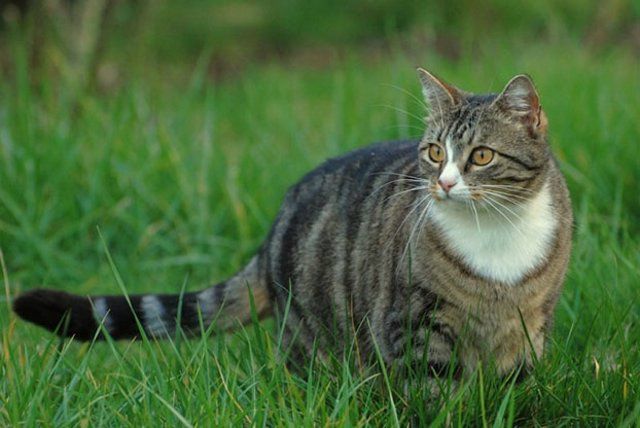 Funny Cats (26 photos)