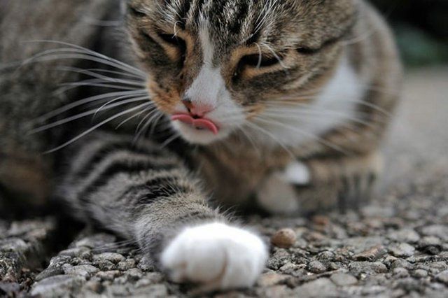Funny Cats (26 photos)