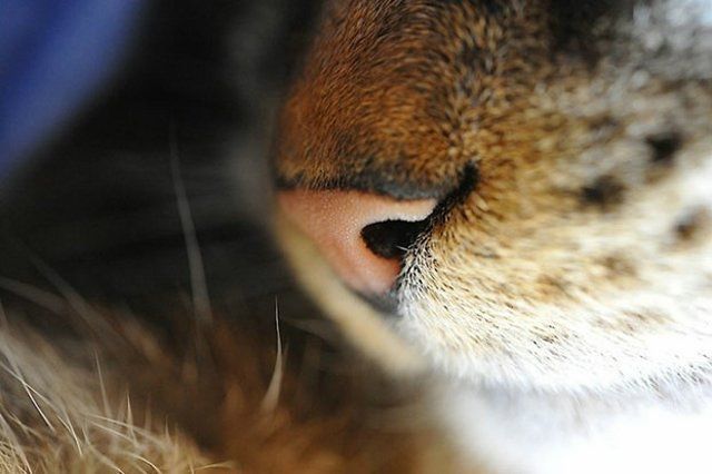 Funny Cats (26 photos)