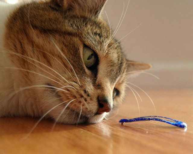 Funny Cats (26 photos)