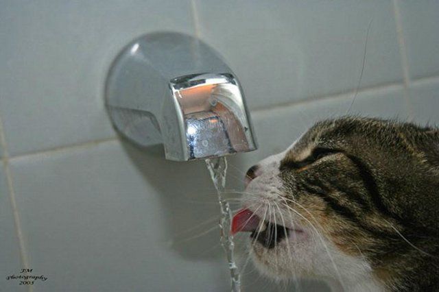 Funny Cats (26 photos)