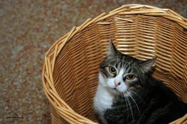 Funny Cats (26 photos)