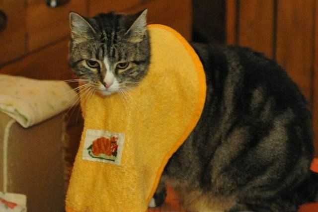 Funny Cats (26 photos)