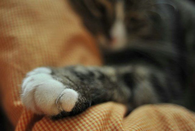 Funny Cats (26 photos)