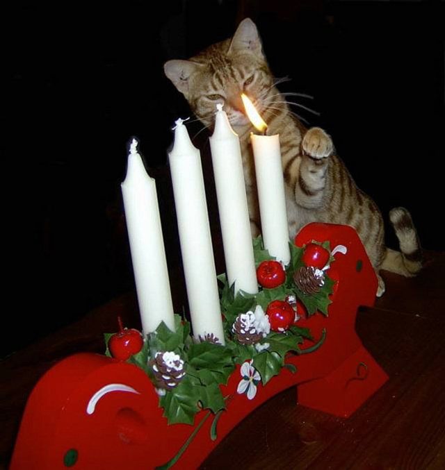 Funny Cats (26 photos)