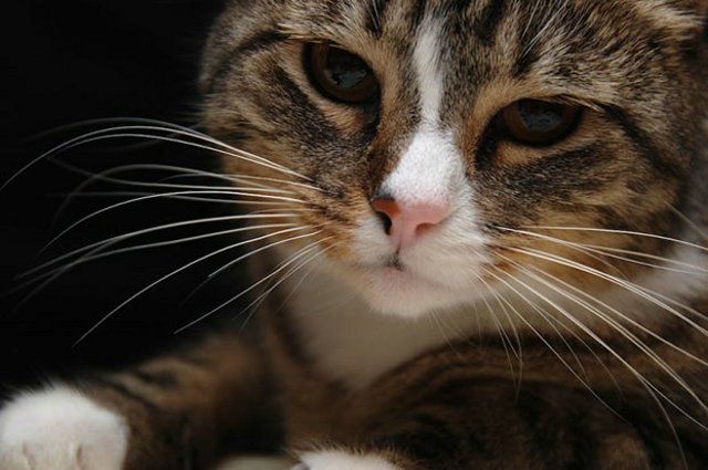 Funny Cats (26 photos)