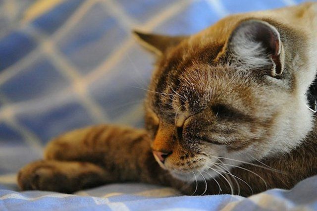 Funny Cats (26 photos)