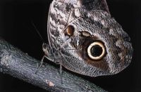 Curiosities and bonus pictures