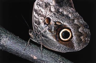 15 Fascinating Animal Camouflage (15 photos)