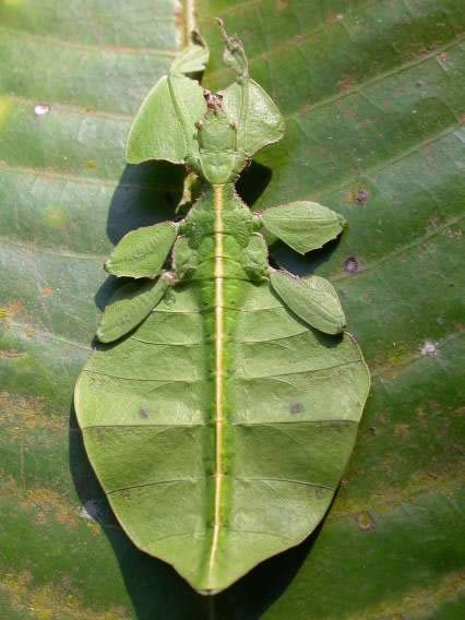 15 Fascinating Animal Camouflage (15 photos)