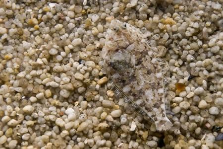 15 Fascinating Animal Camouflage (15 photos)