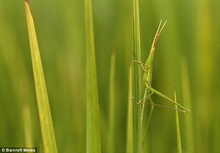 15 Fascinating Animal Camouflage (15 photos)
