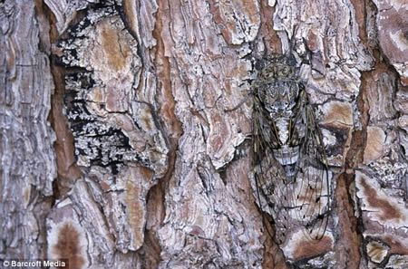15 Fascinating Animal Camouflage (15 photos)