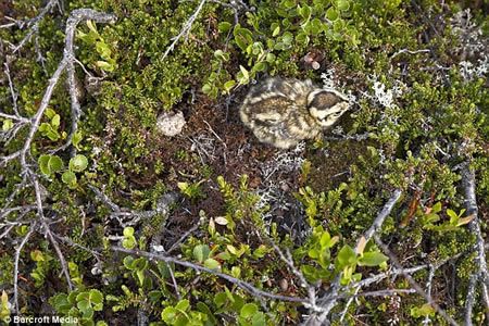 15 Fascinating Animal Camouflage (15 photos)