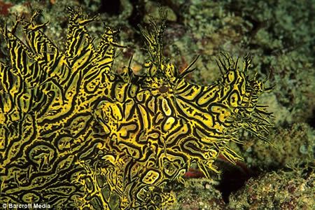 15 Fascinating Animal Camouflage (15 photos)