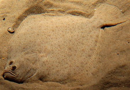 15 Fascinating Animal Camouflage (15 photos)