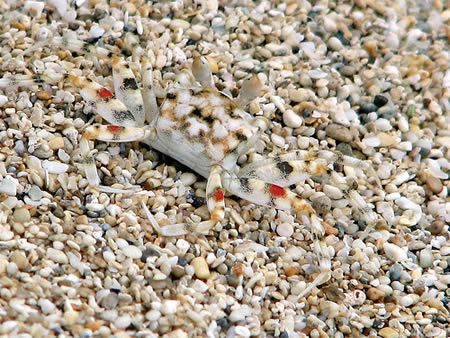 15 Fascinating Animal Camouflage (15 photos)