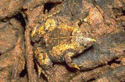 15 Fascinating Animal Camouflage (15 photos)