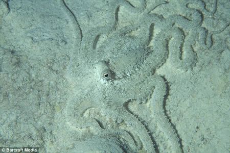 15 Fascinating Animal Camouflage (15 photos)