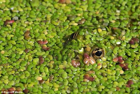 15 Fascinating Animal Camouflage (15 photos)