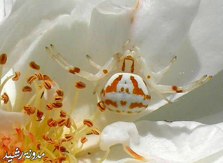 15 Fascinating Animal Camouflage (15 photos)
