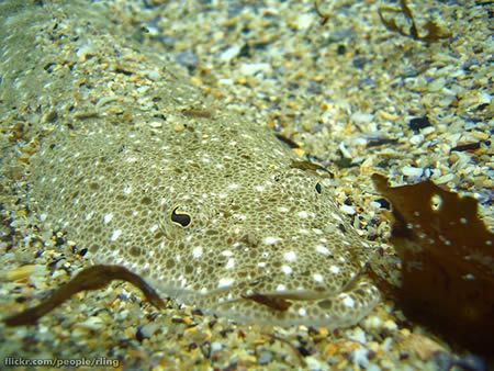 15 Fascinating Animal Camouflage (15 photos)