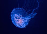 Curiosities and bonus pictures