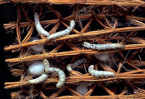 How do they produce silk (13 photos)