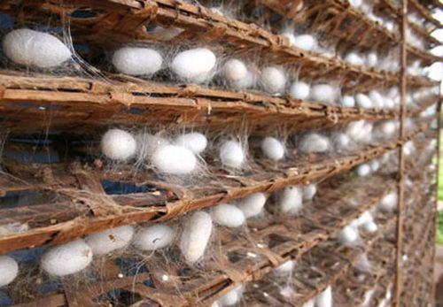 How do they produce silk (13 photos)