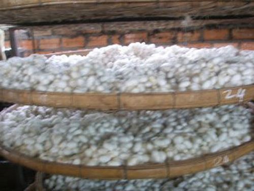 How do they produce silk (13 photos)