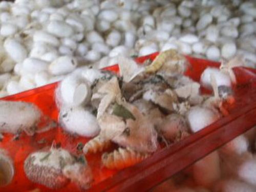 How do they produce silk (13 photos)