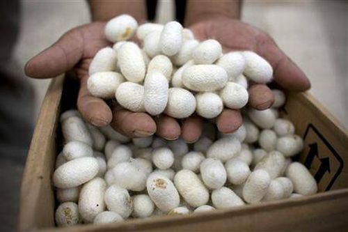 How do they produce silk (13 photos)