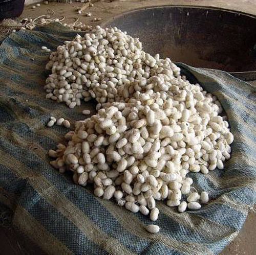 How do they produce silk (13 photos)