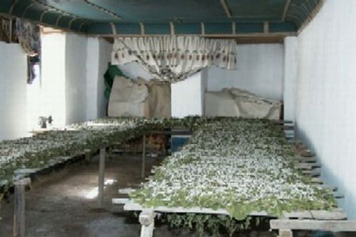 How do they produce silk (13 photos)