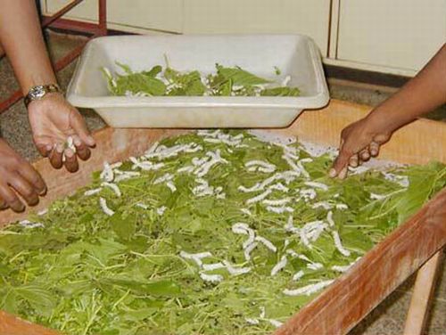 How do they produce silk (13 photos)