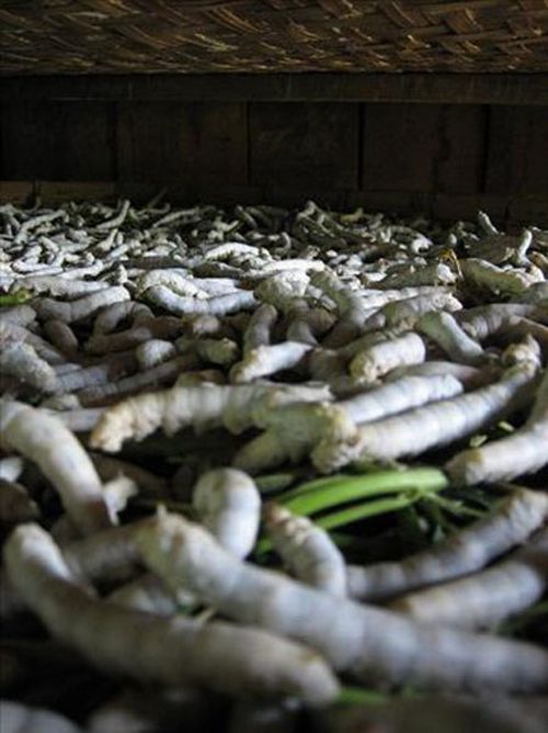How do they produce silk (13 photos)