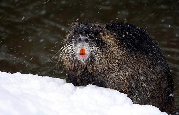 Animal world (28 photos)