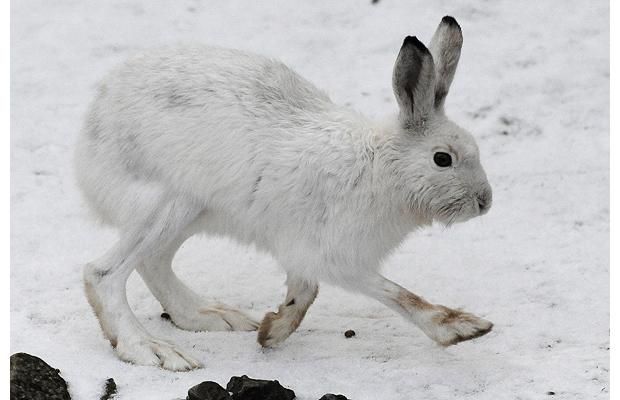 Animal world (28 photos)