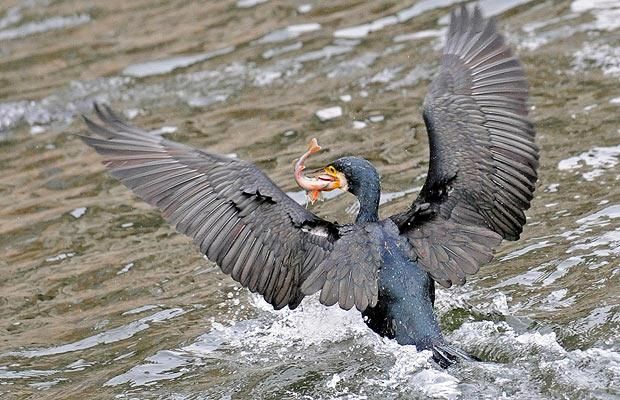 Animal world (28 photos)