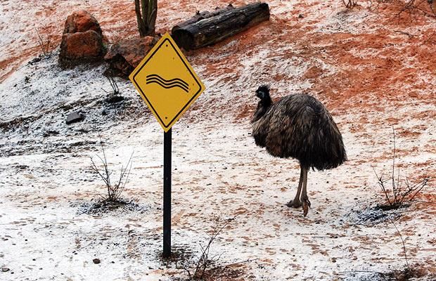 Animal world (28 photos)