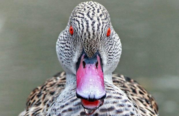 Animal world (28 photos)