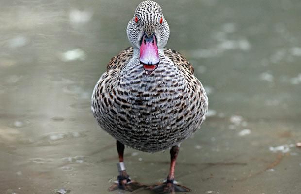 Animal world (28 photos)