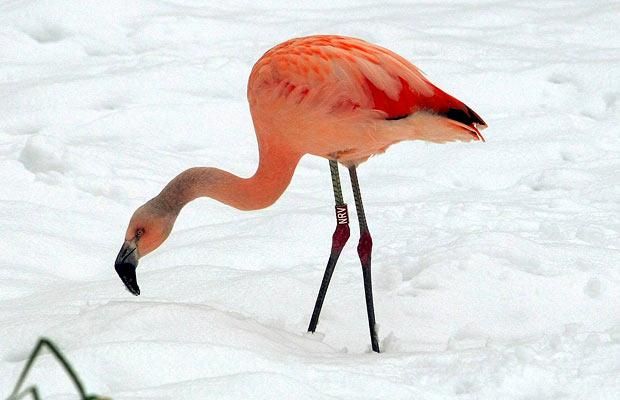 Animal world (28 photos)